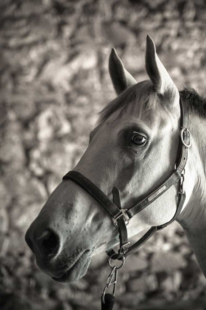 Naturopathie équine - Soins naturels pour les chevaux Naturopathie équine - Soins naturels pour les chevaux